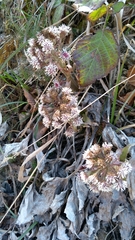 Petasites paradoxus