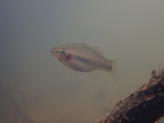Hypseleotris cyprinoides