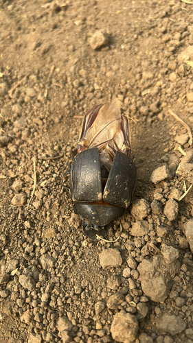 Heliocopris andersoni