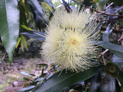 Syzygium jambos