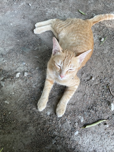 Domestic Cat
