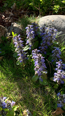 Ajuga reptans