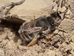 Anthophora dispar