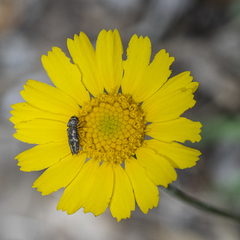 Acmaeodera neglecta neoneglecta