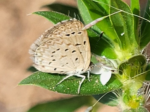 African Grass Blue