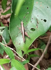 Phlaeoba antennata
