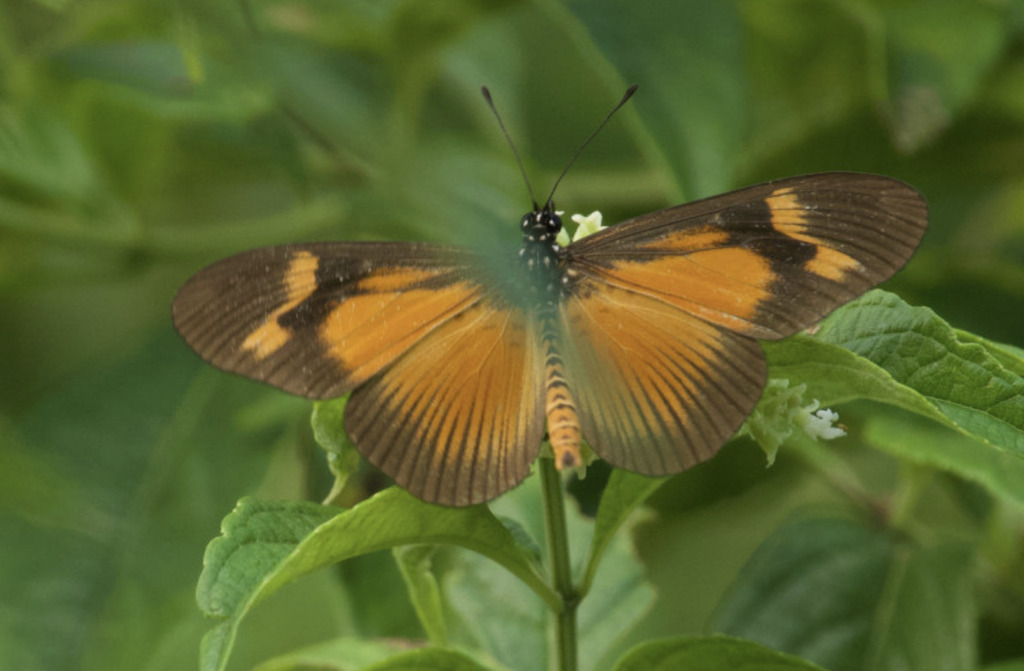 Pale Orange Wanderer