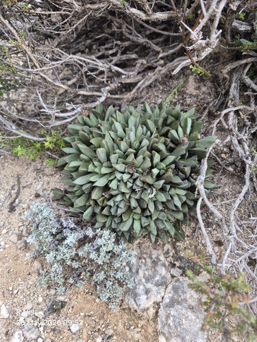 Prepodesma orpenii