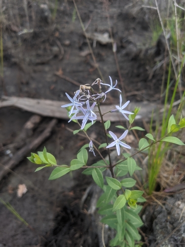 Amsonia tabernaemontana image