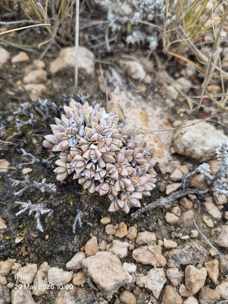 Antimima lawsonii, Pixley ka Seme, ZA-NC, ZA