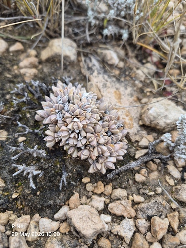 Antimima lawsonii