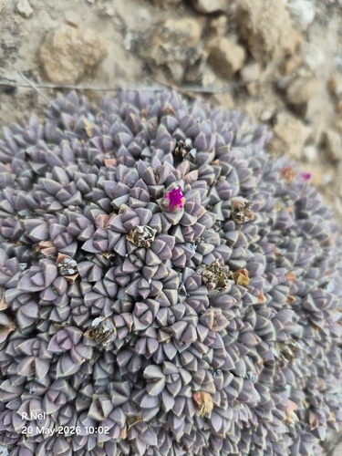 Antimima lawsonii