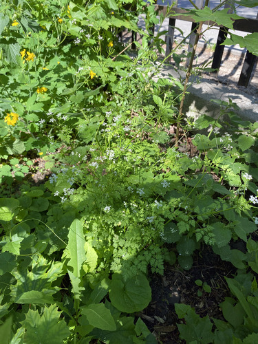 Anthriscus cerefolium