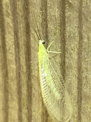 Ceraeochrysa lineaticornis