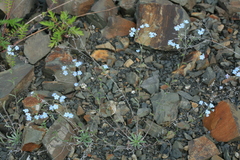 Eritrichium incanum