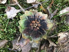 Pucciniastrum areolatum