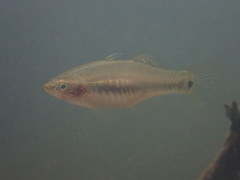 Hypseleotris cyprinoides