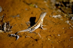 Chalarodon madagascariensis