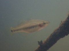 Hypseleotris cyprinoides