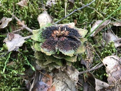 Pucciniastrum areolatum