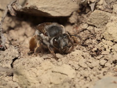 Anthophora dispar