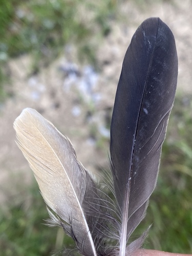 Plume de Blongios nain