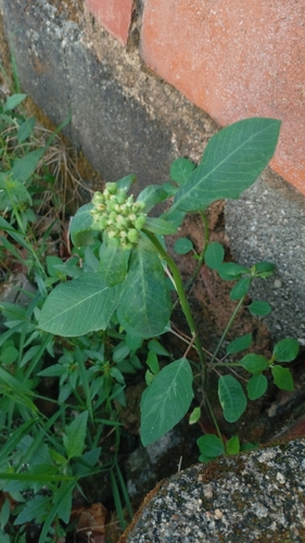 painted spurge