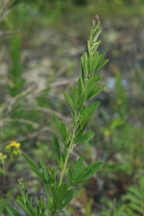 Lespedeza juncea
