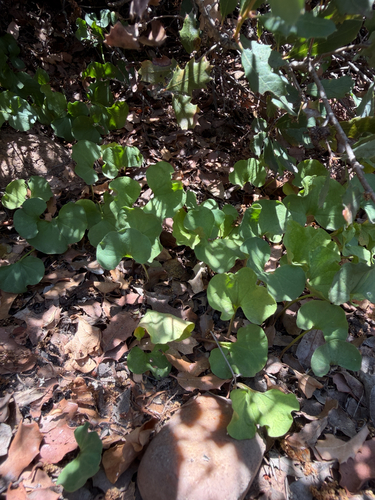 Dichondra occidentalis, photograph 3
