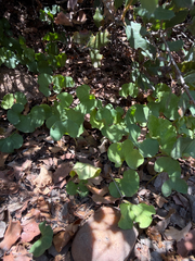 Dichondra occidentalis, photograph (c) Rachel Allingham, some rights reserved (CC BY)