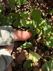 Dichondra occidentalis, photograph (c) Rachel Allingham, some rights reserved (CC BY)