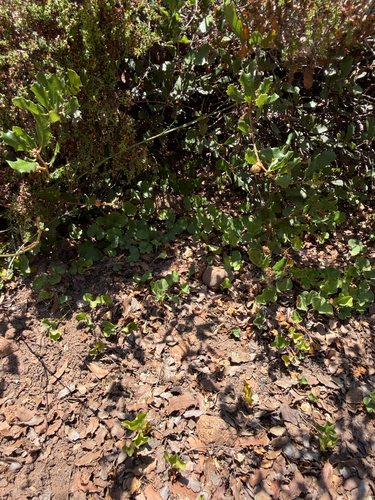 Dichondra occidentalis, photograph 5