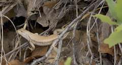 Sceloporus arenicolus