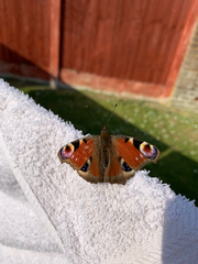 Aglais io