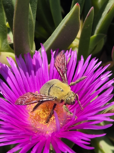 Pubescent Carpenter Bee