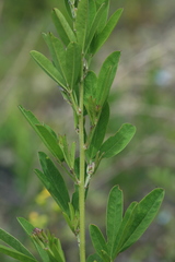 Lespedeza juncea