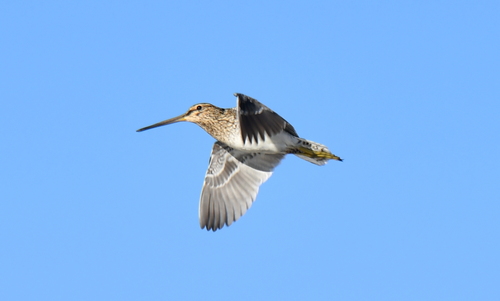 iNaturalist image
