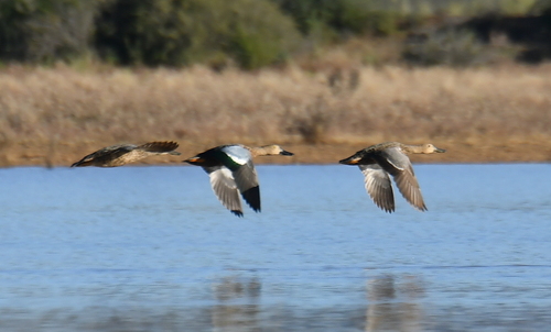 iNaturalist image