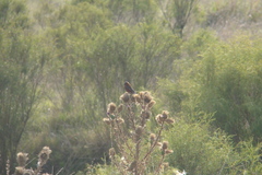 Sporophila cinnamomea