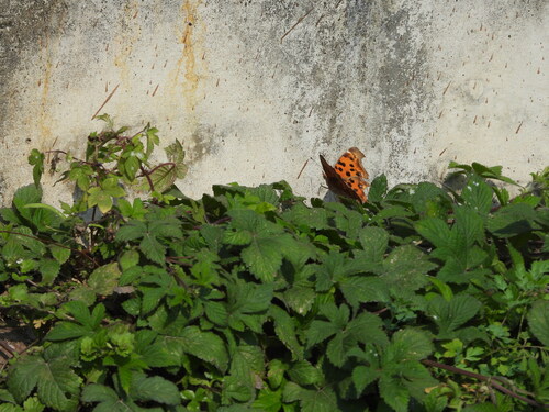 Asian Comma