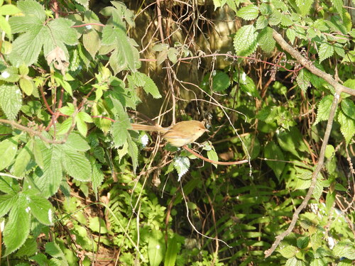 Plain Prinia