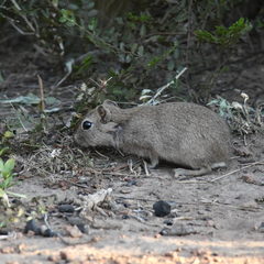 Microcavia australis