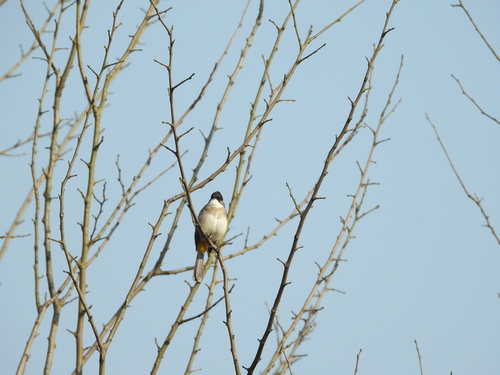 Brown-breasted Bulbul