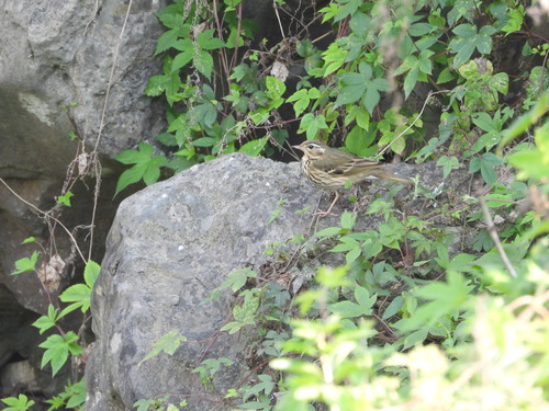 Olive-backed Pipit
