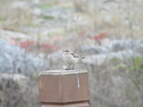 Water Pipit