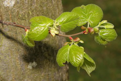 Tilia × europaea