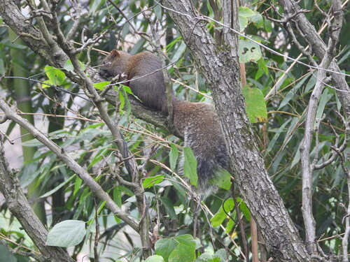 Pallas' Squirrel
