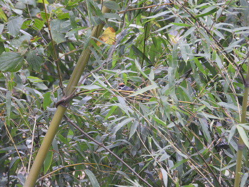 Black-throated Tit