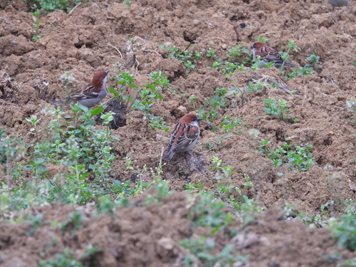 Russet Sparrow