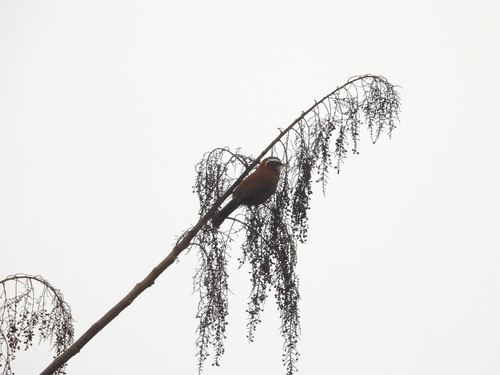 Streak-breasted Scimitar-Babbler